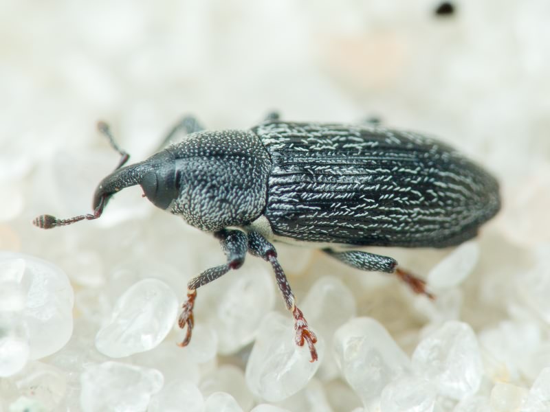 Limnobaris dolorosa (Goeze, 1777)